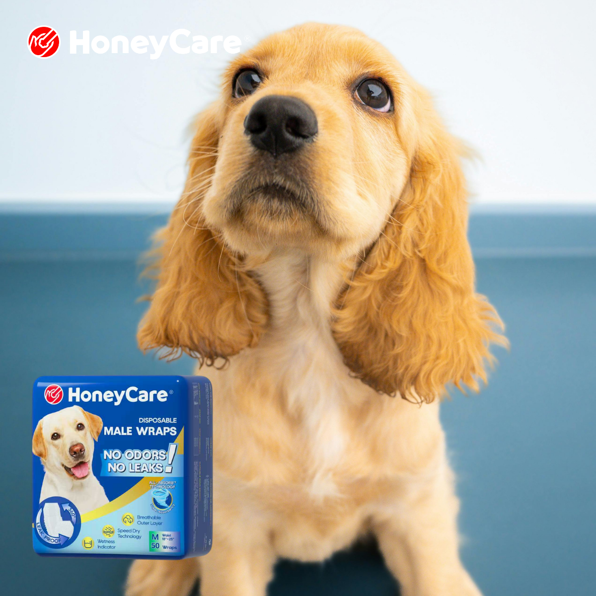 Dog Diapers for Paralyzed Dogs: 9 Essential Care Tips