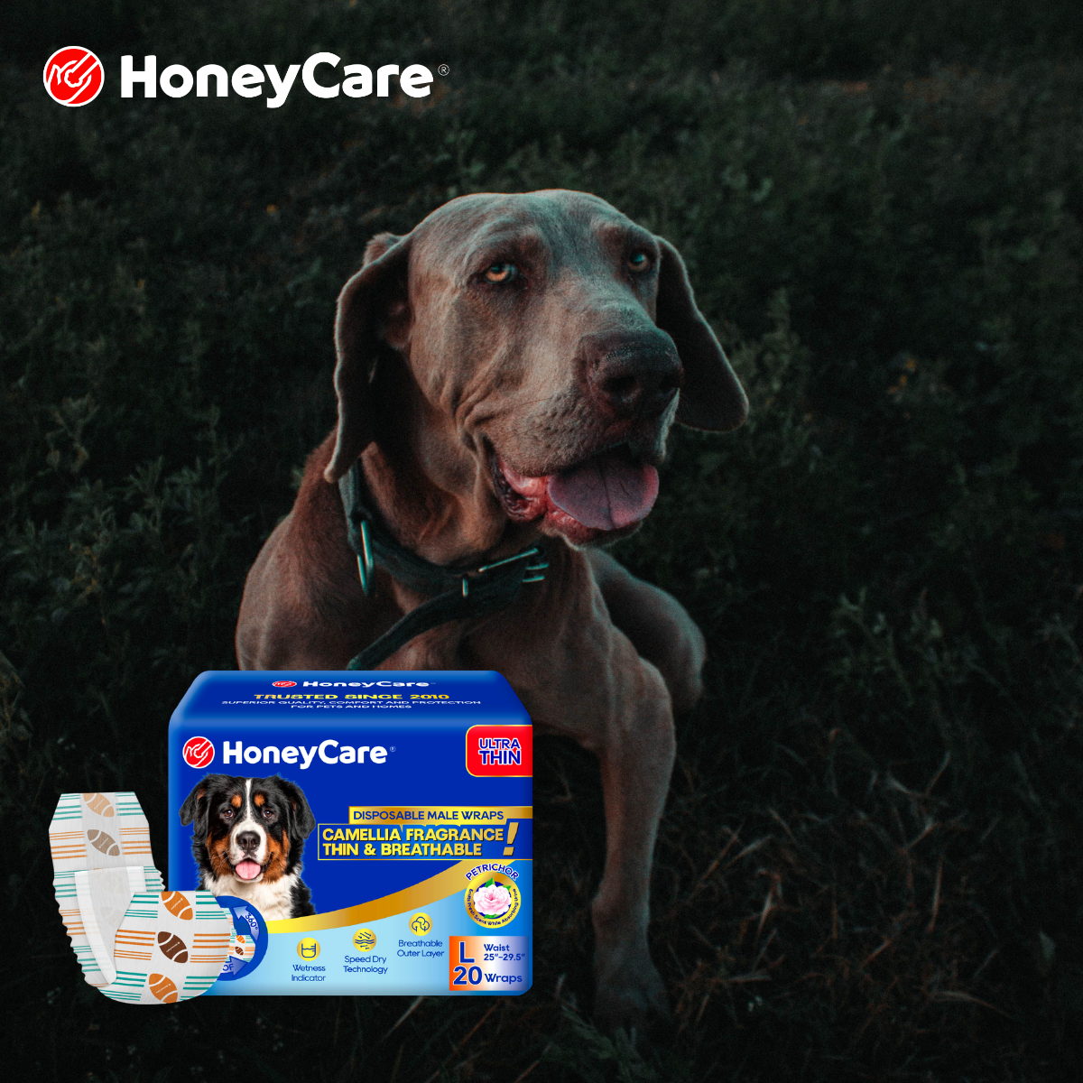 The Monthly Cost of Senior Dog Incontinence Care in 2026