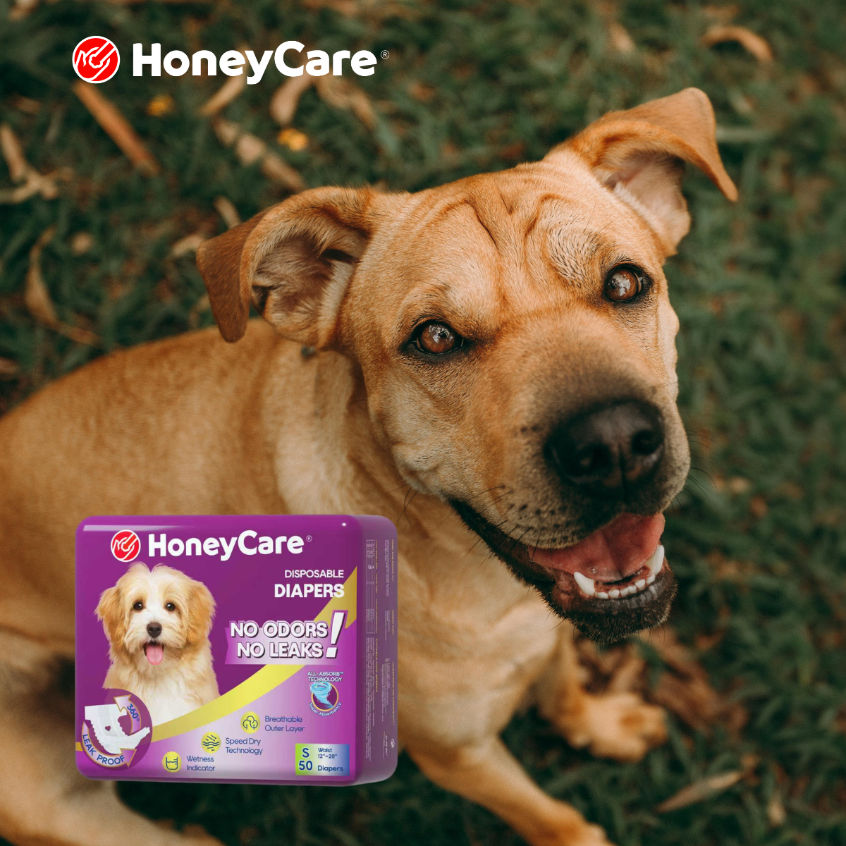 Affordable Dog Diapers: Shocking Truths & Best Values