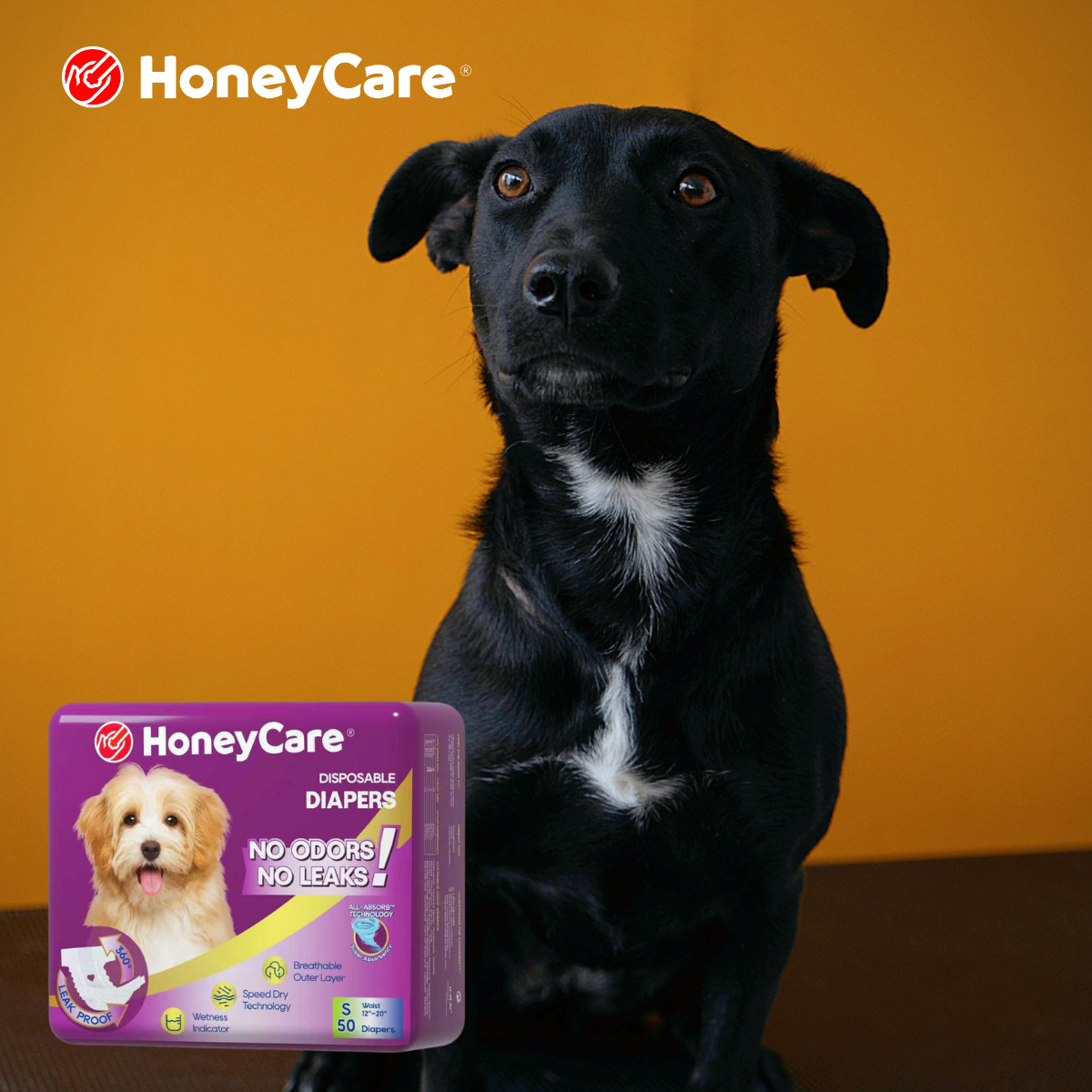 Male Dog Escape Heat: Why Dogs Suddenly Try to Run Away