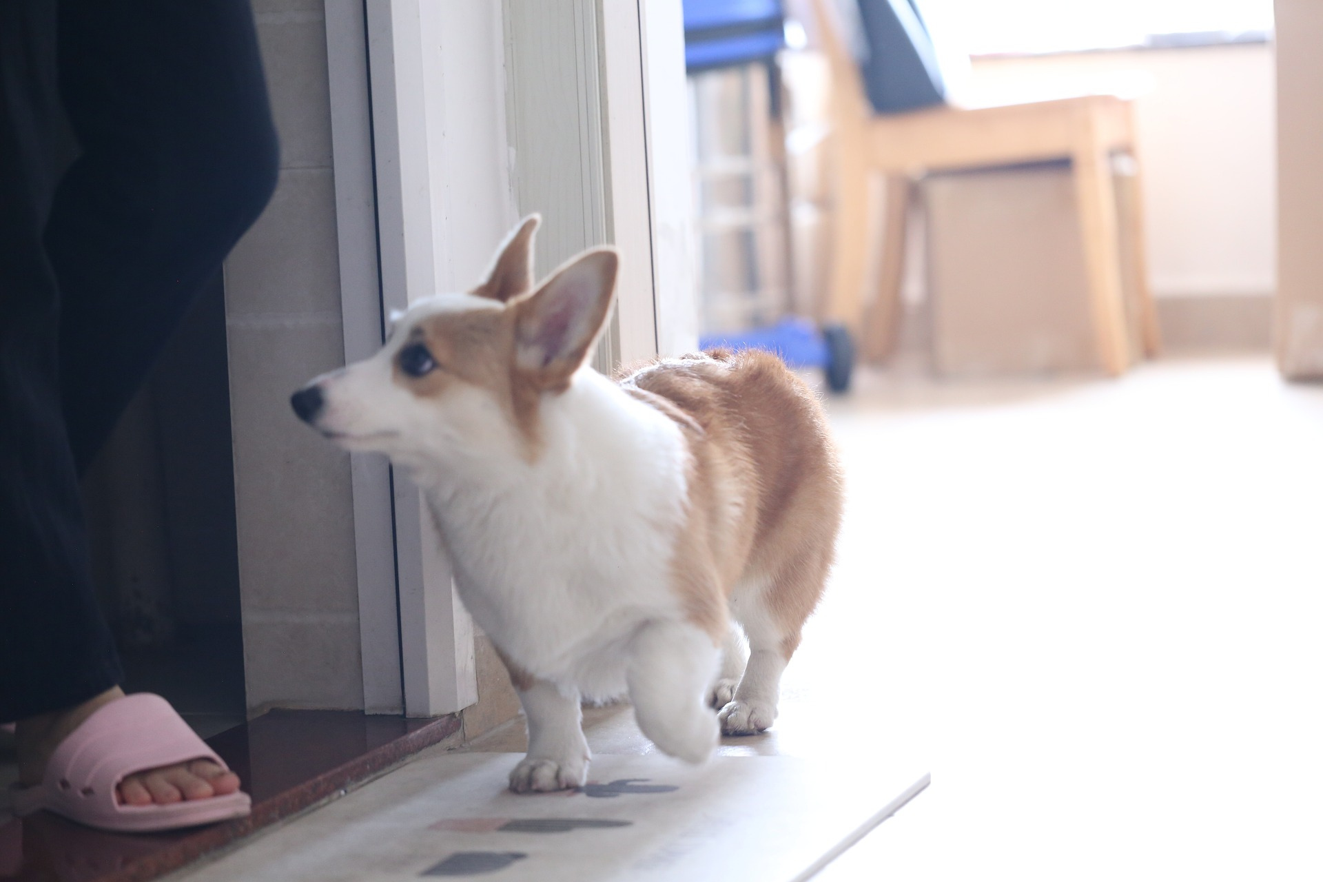 How to Manage Dog Hygiene During Rainy or Winter Seasons