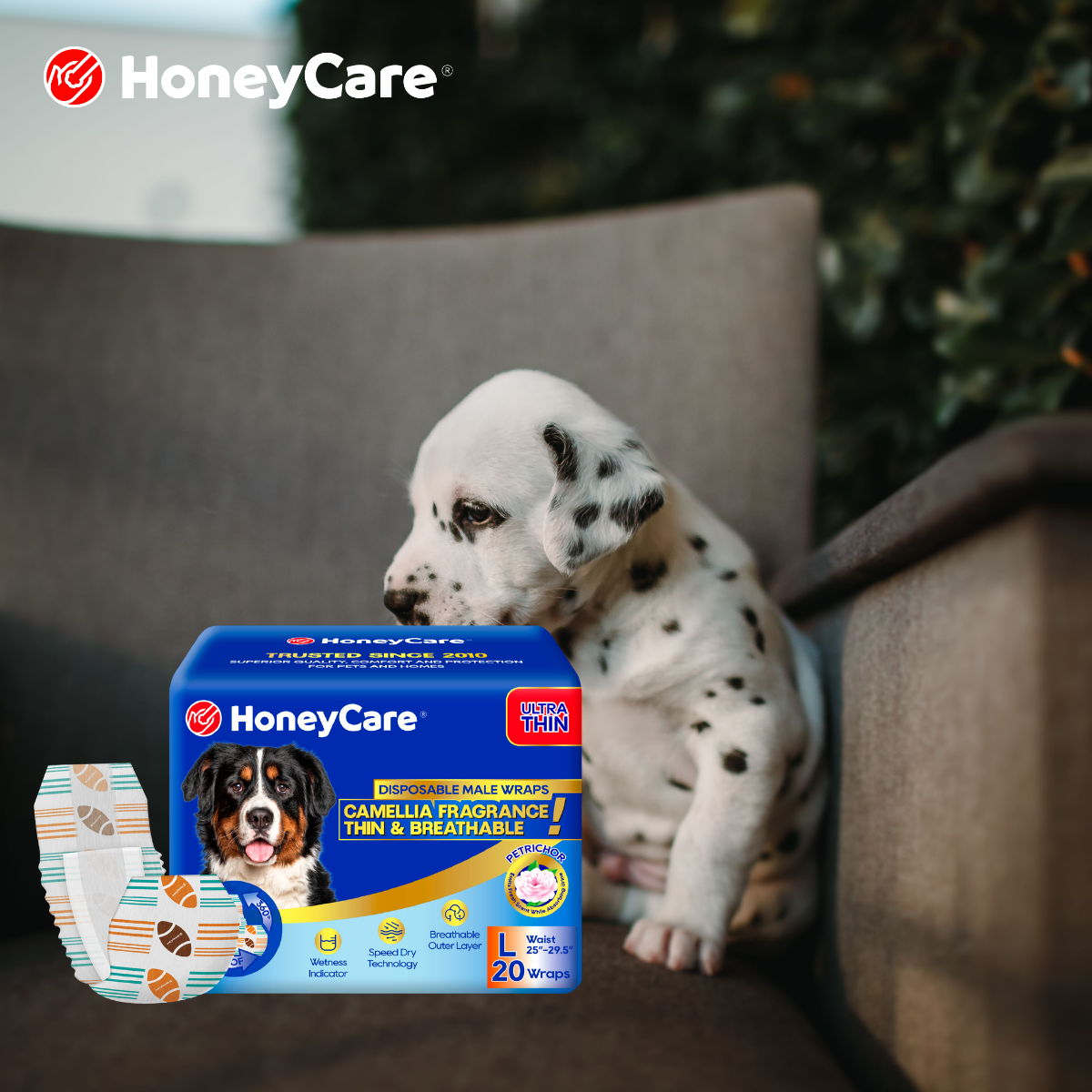 Farm Dog to City Apartment: Potty Transition Guide