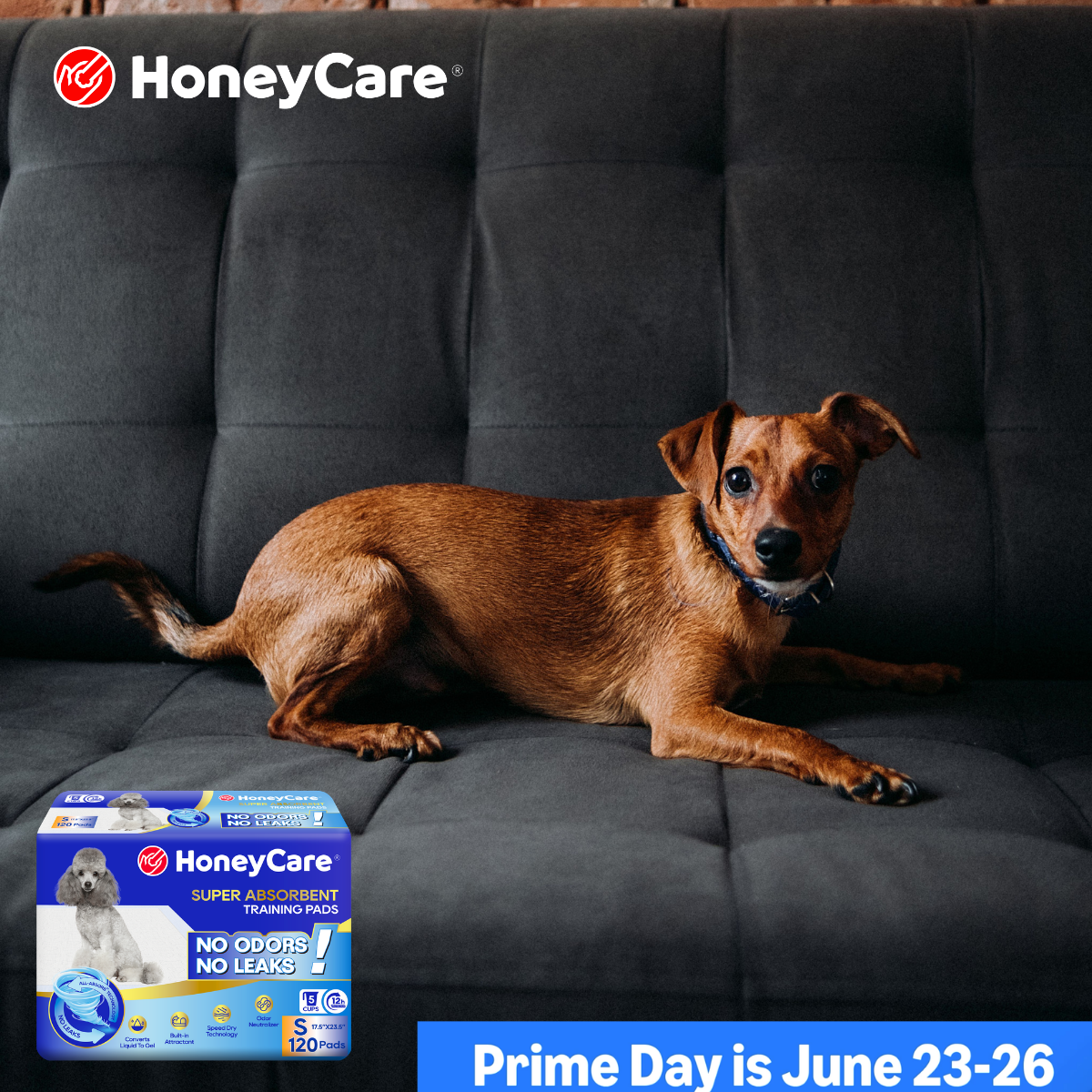 How Often Change Dog Pee Pad: Essential Summer Guide