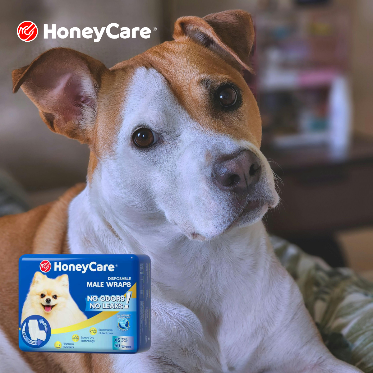 Dog Contact Dermatitis Diapers: Stop Severe Pain Fast