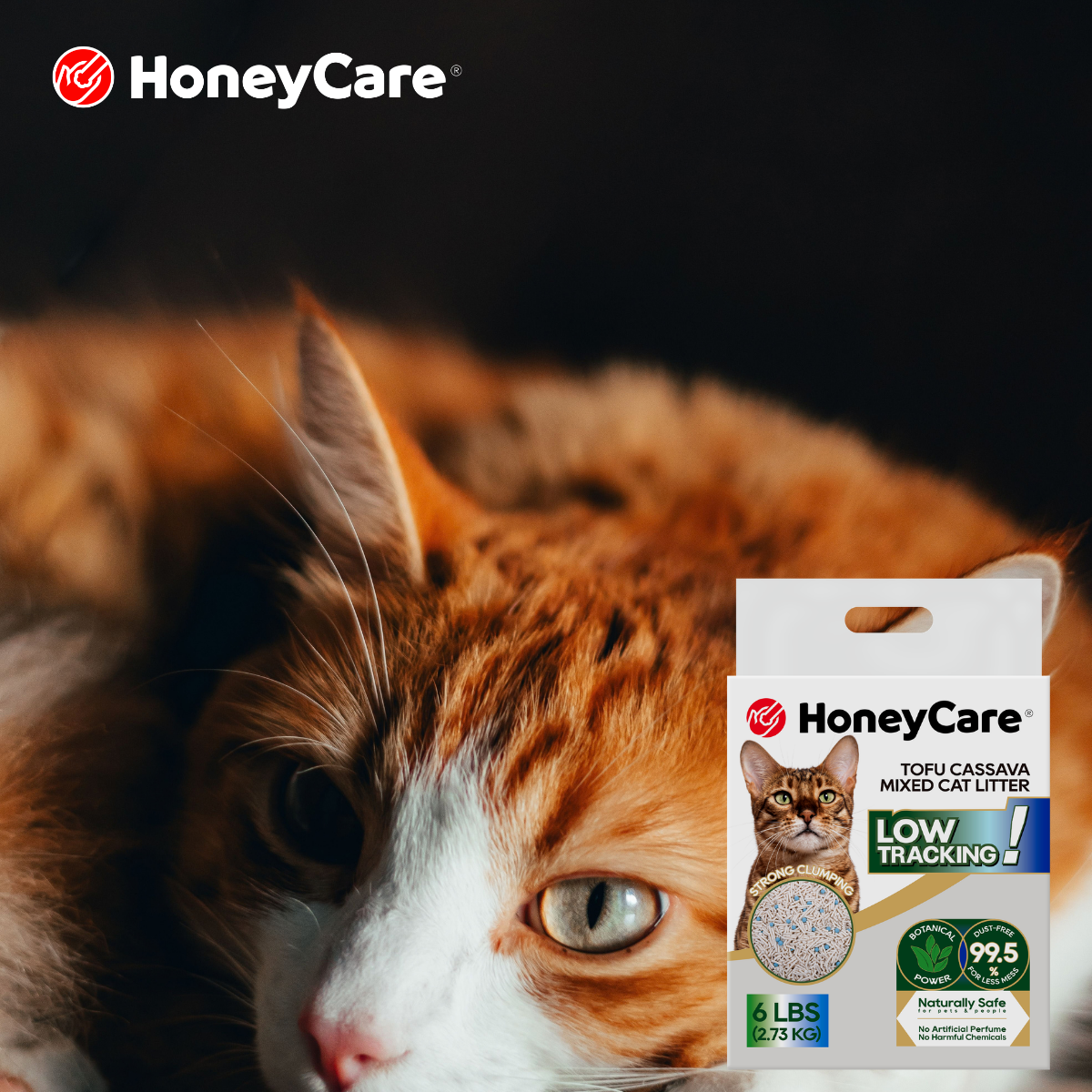 Indoor-Only Cat Setup: A Litter, Air, and Odor Control Plan