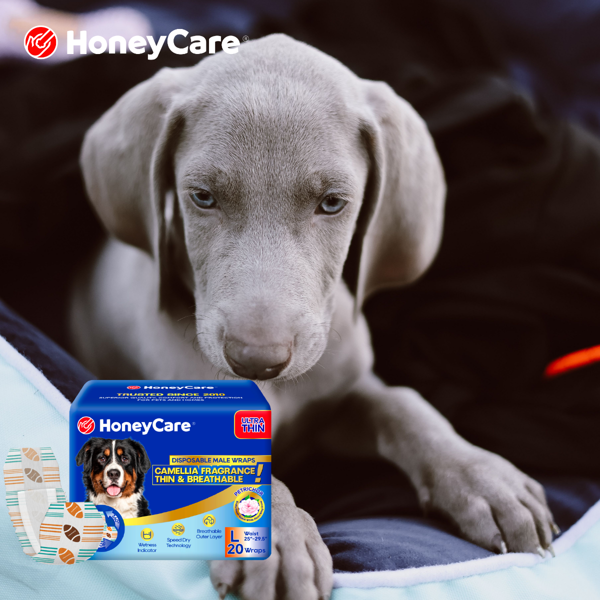 Shorter Days, Later Walks: Adjusting Your Dog's Potty Schedule for Fall