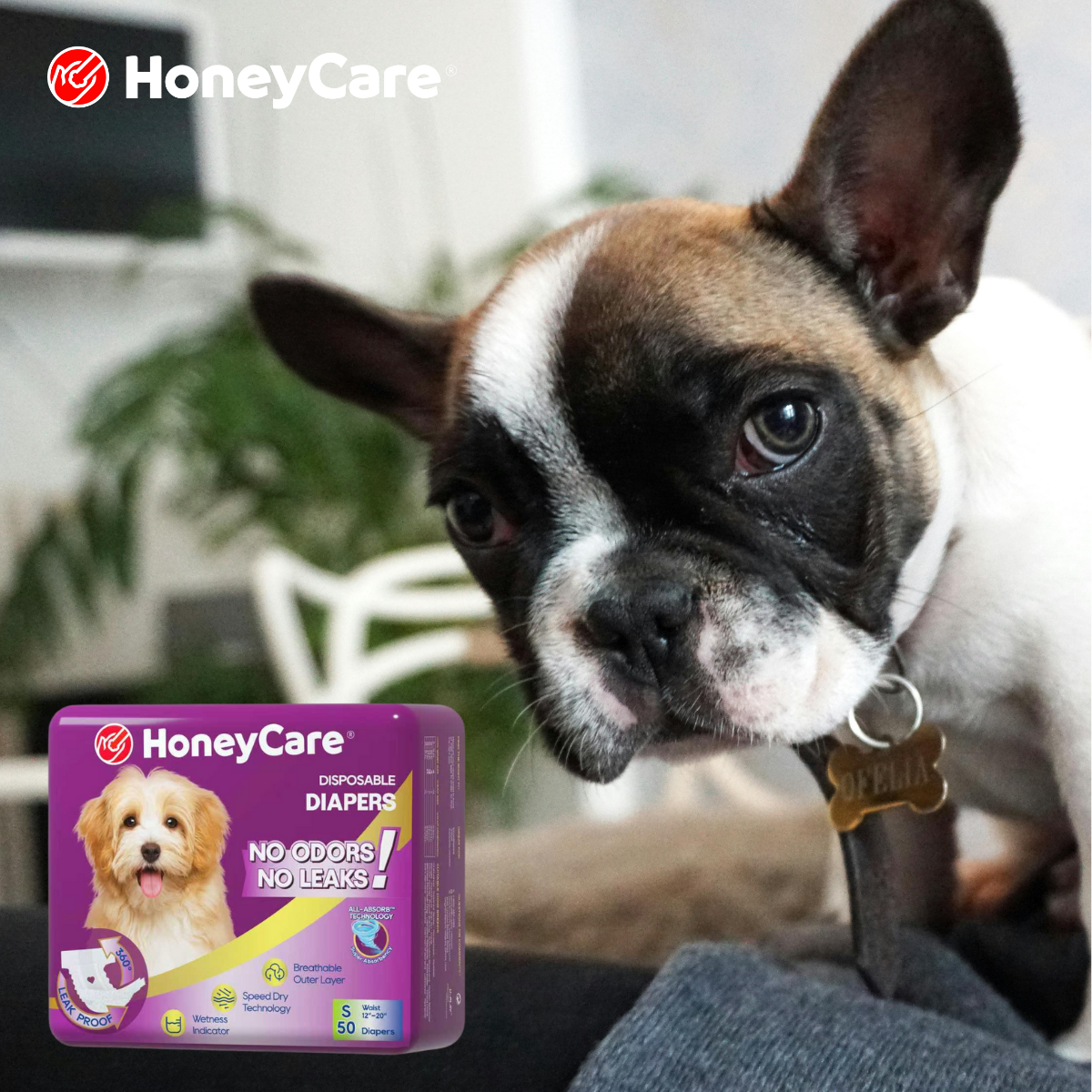 Dog Diapers Work Heat: 7 Powerful Truths & 3 Risks