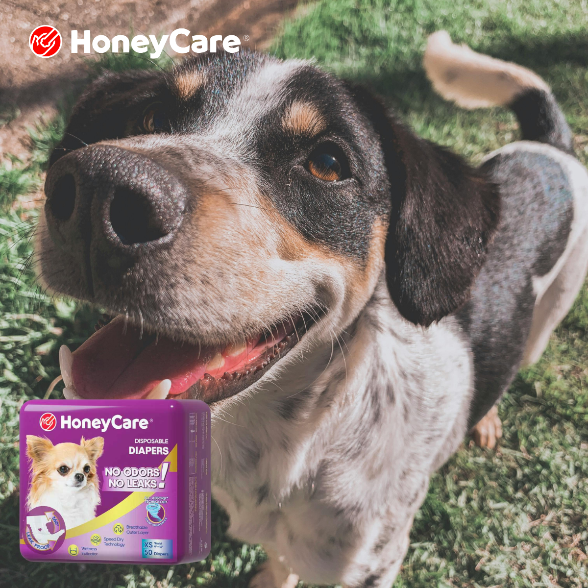 Dog Diaper Measurement Guide: The Ultimate Leak-Free Secret