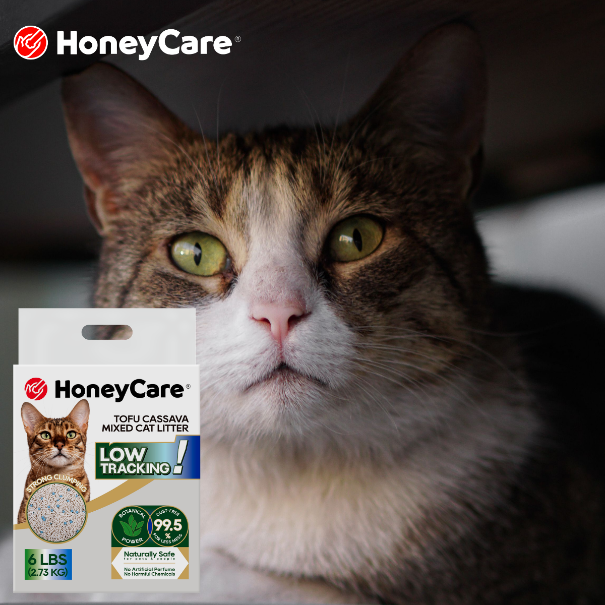 Cat Litter for Apartments: Easy Odor & Dust Checklist