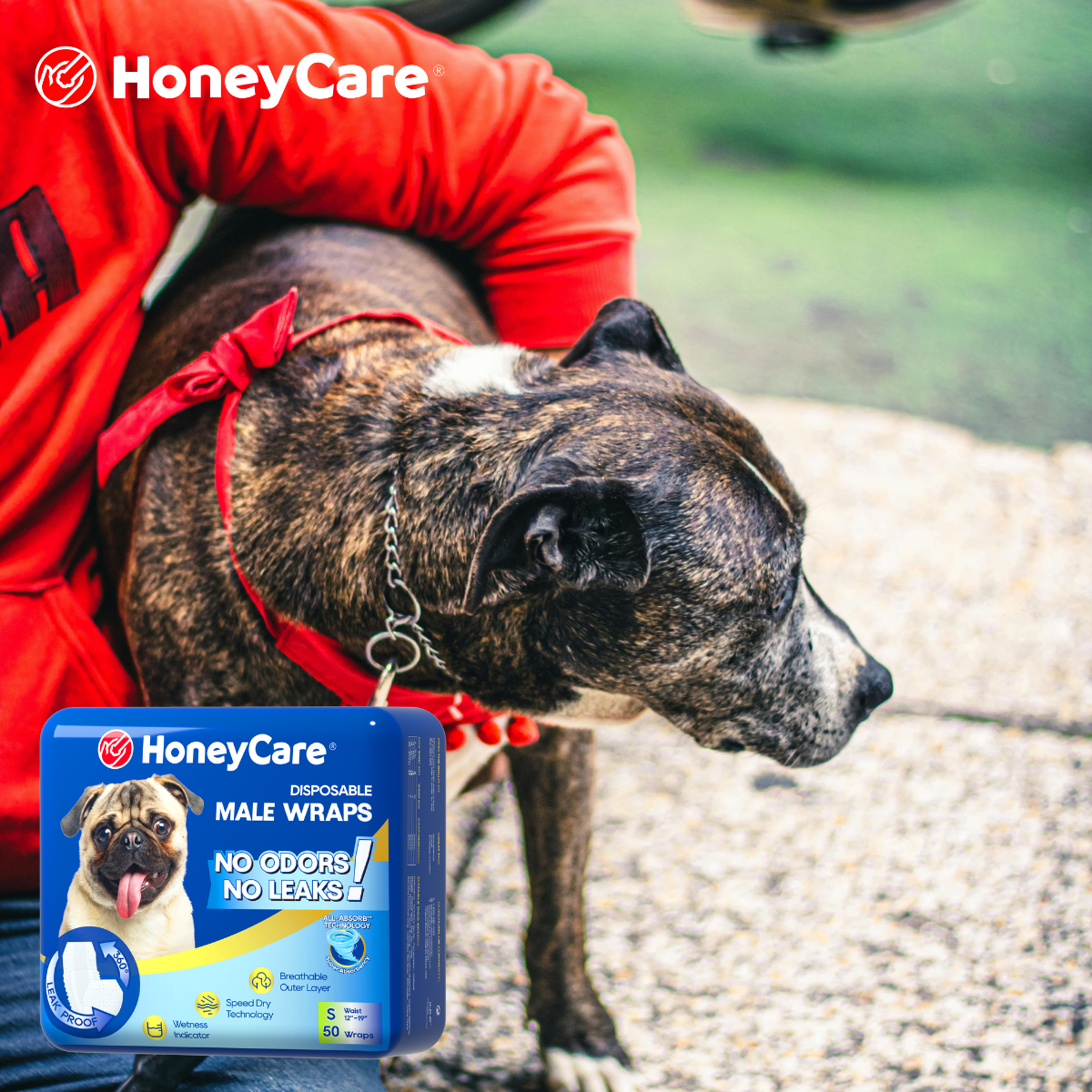 Do Vets Recommend Dog Diapers? 5 Vital Medical Insights