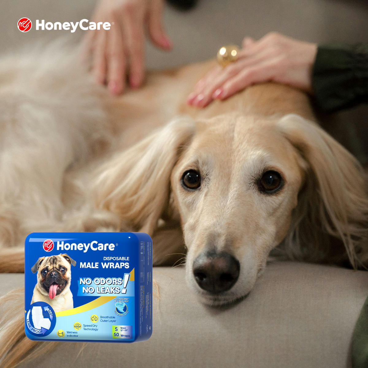 The Frenchie Belly Band Solution: Why Standard Wraps Fail Barrel-Chested Breeds