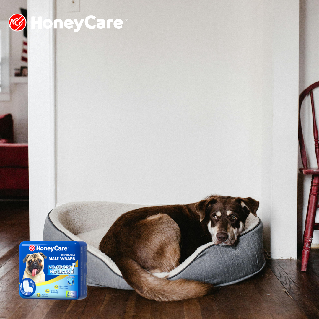 Dog Diaper Size Guide 8 Powerful Fixes for Bad Fits Honeycare