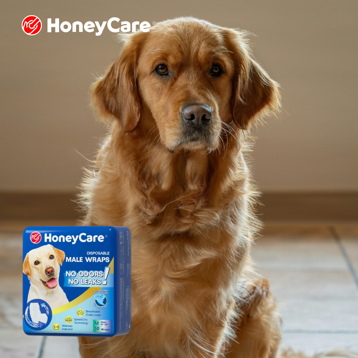 Spay Incontinence Dog Diapers: 8 Things Owners Must Know