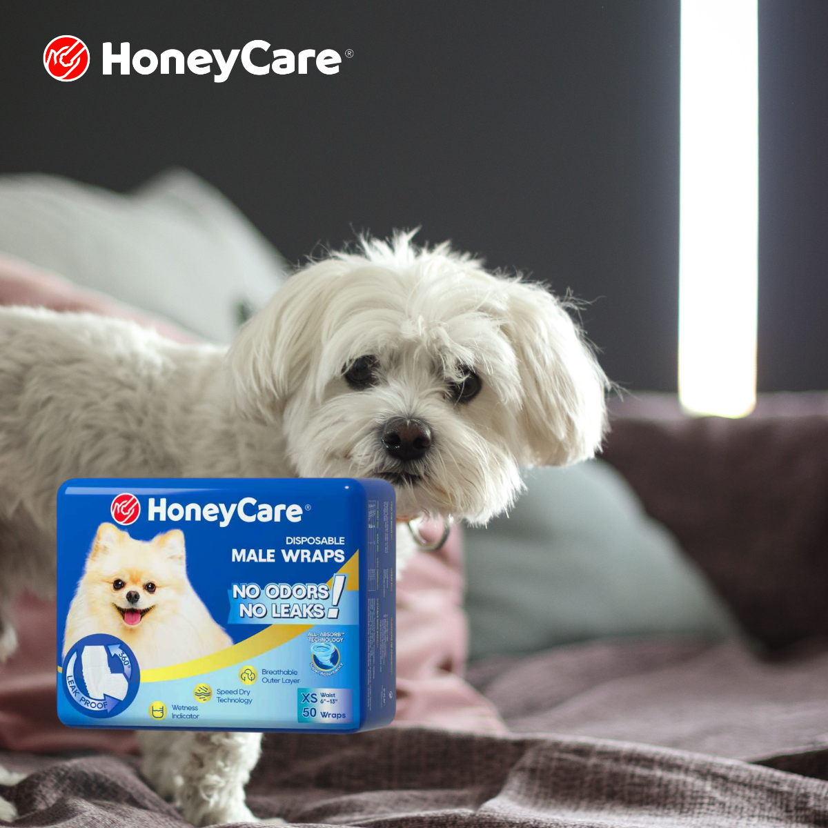 Recurring UTIs in Senior Dogs: Build a Prevention Routine