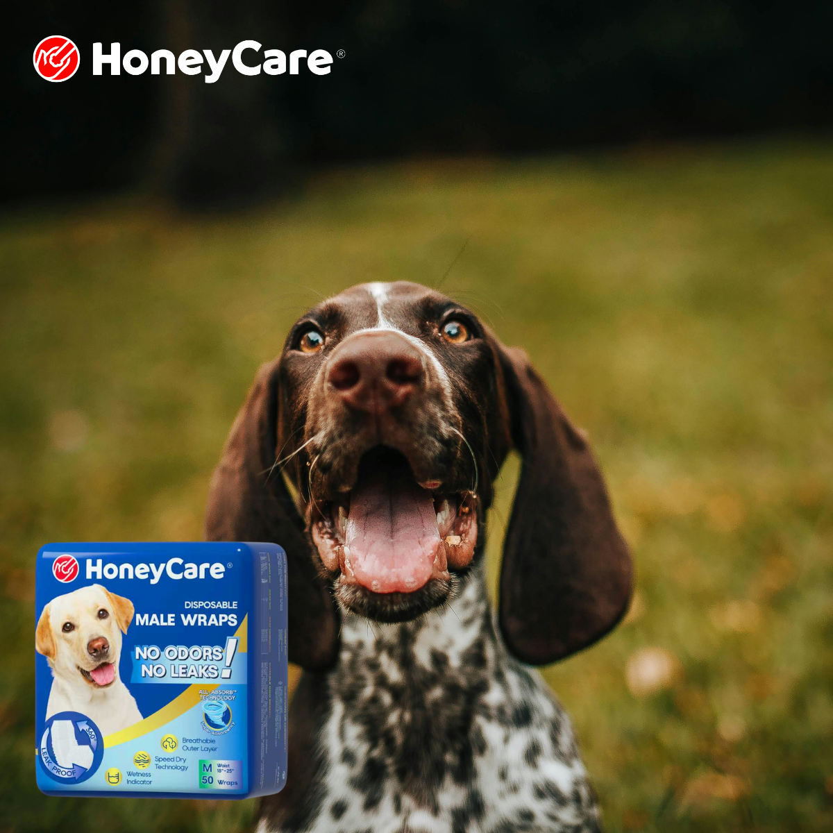 Dog Diabetes Urination: 3 Essential Steps to Manage Leaks