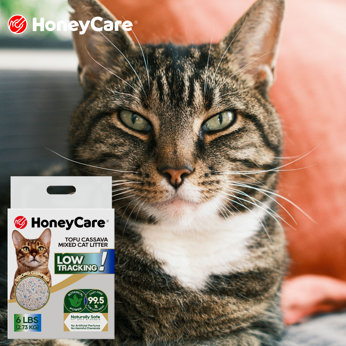 Best Plant Based Cat Litter: The Smart Buyer's Guide