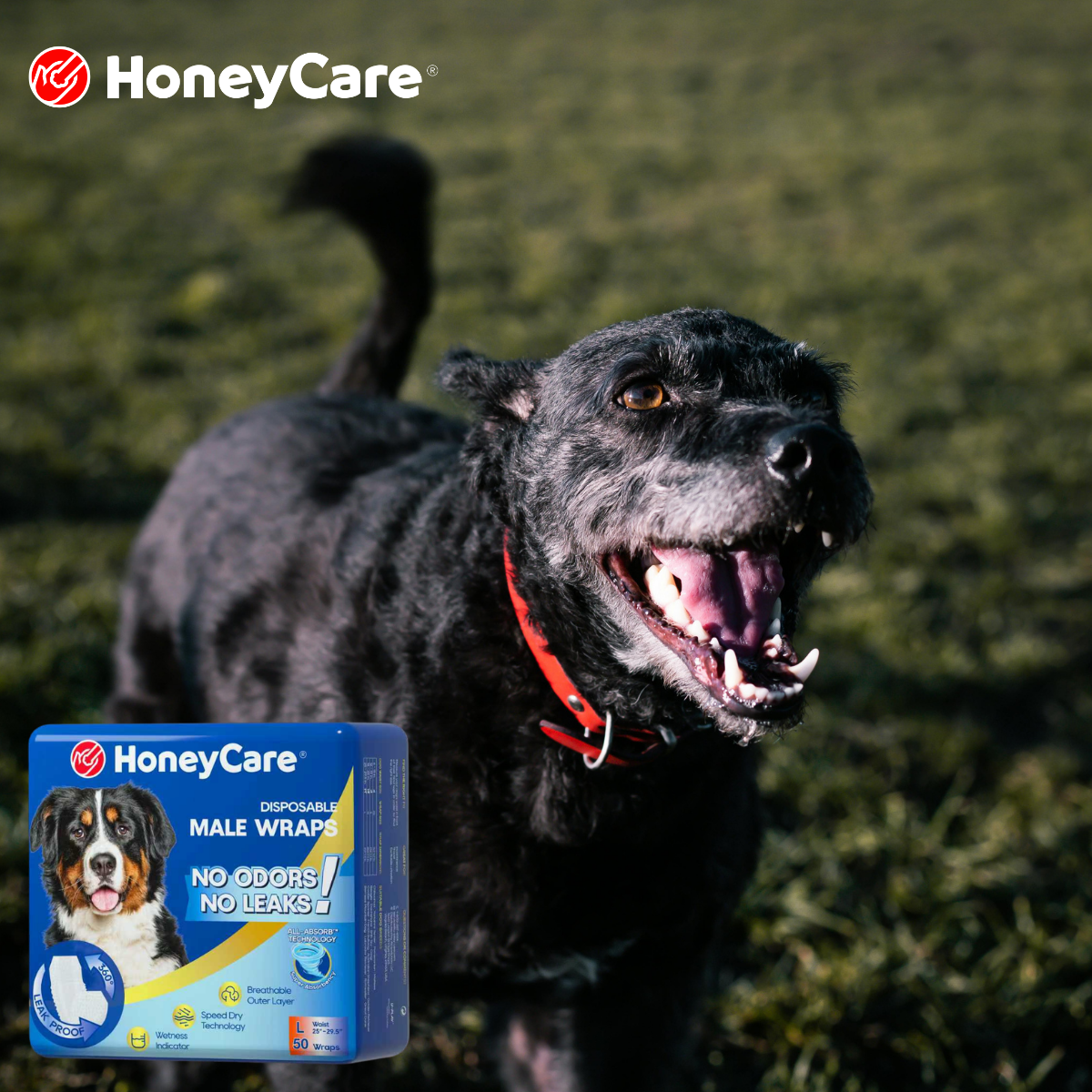 Dog Diaper Size by Breed: 100% Leak-Free Selection Guide