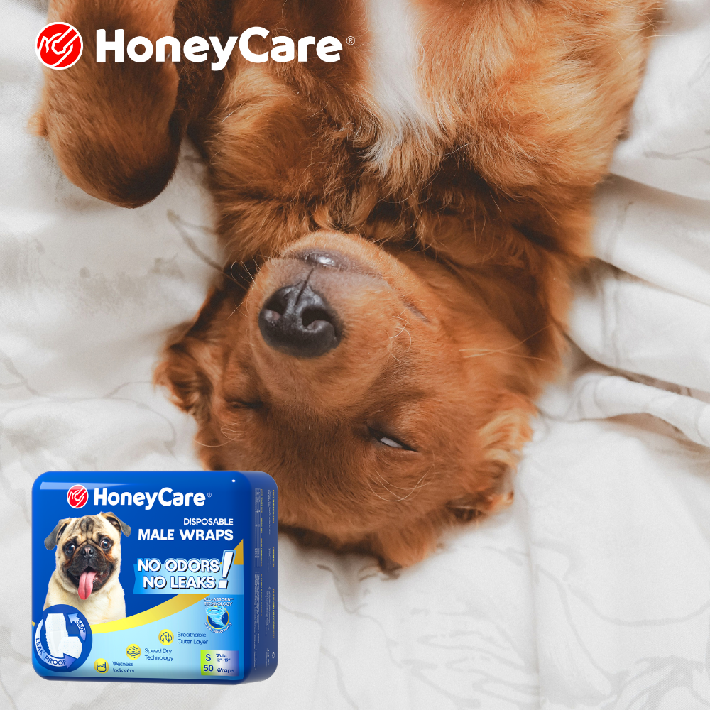 Senior Dog Waking Up at Night to Pee: Practical Fixes
