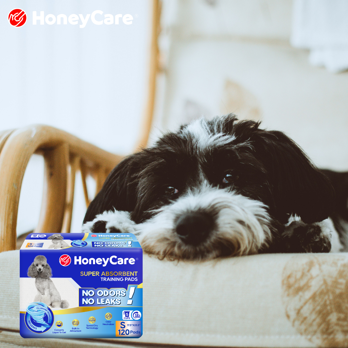 Senior Dog Accidents at Night: Causes and Compassionate Fixes