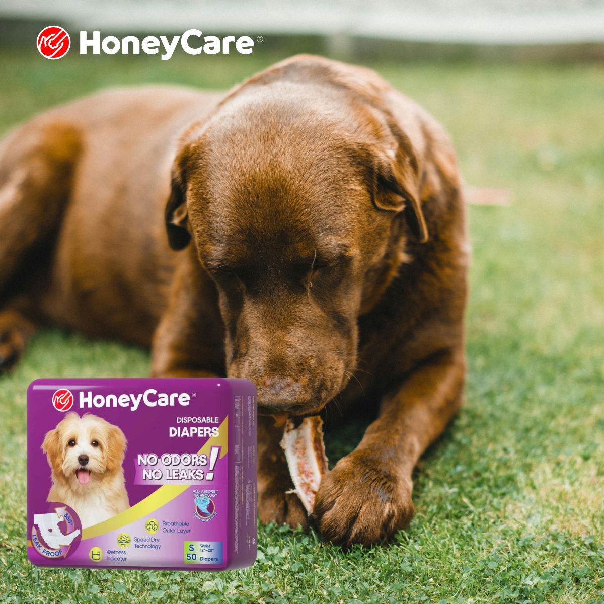 Dog Diapers for Dogs: Brutal Truths, Pros, Cons & Hacks