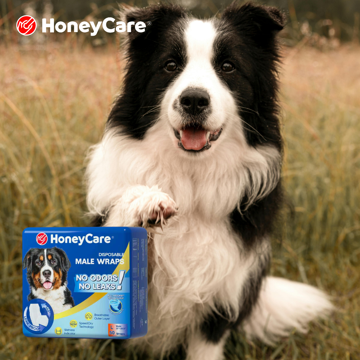 When to Use Dog Diapers: 8 Right Times (& 5 Wrong)