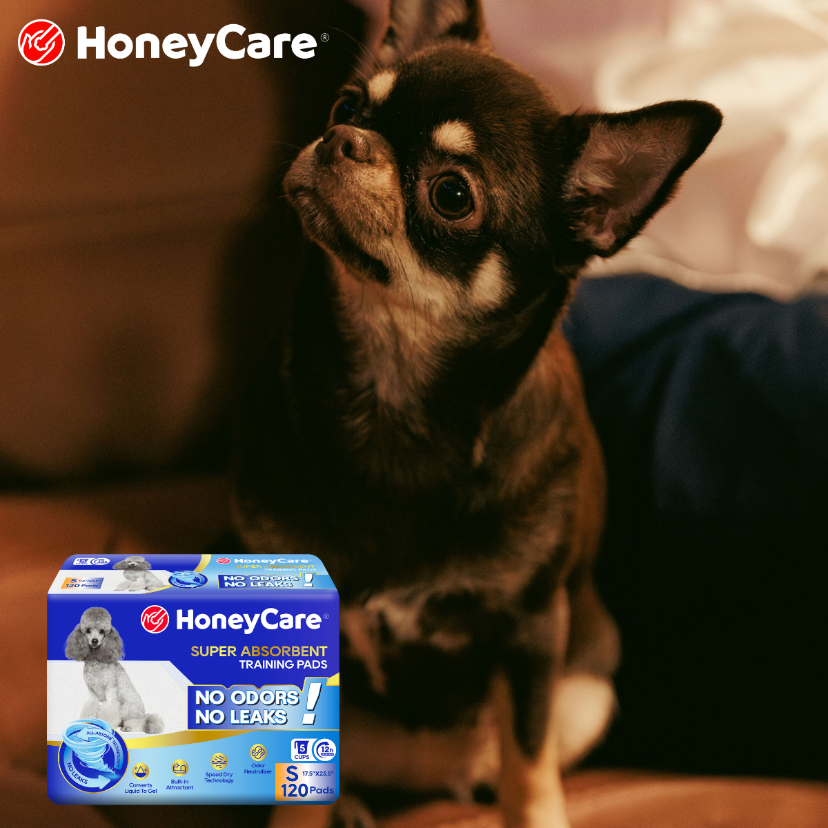 Puppy Pee Pad Training Schedule: Easy 7-Day Plan