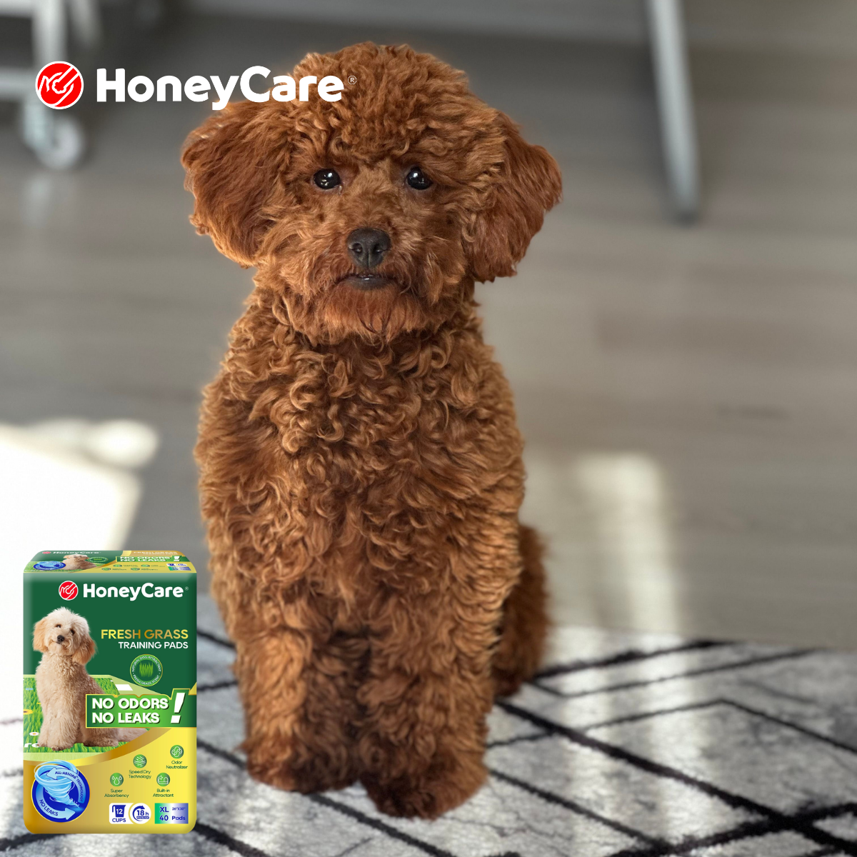 Train Two Dogs One Pee Pad: Stress-Free Proven Guide