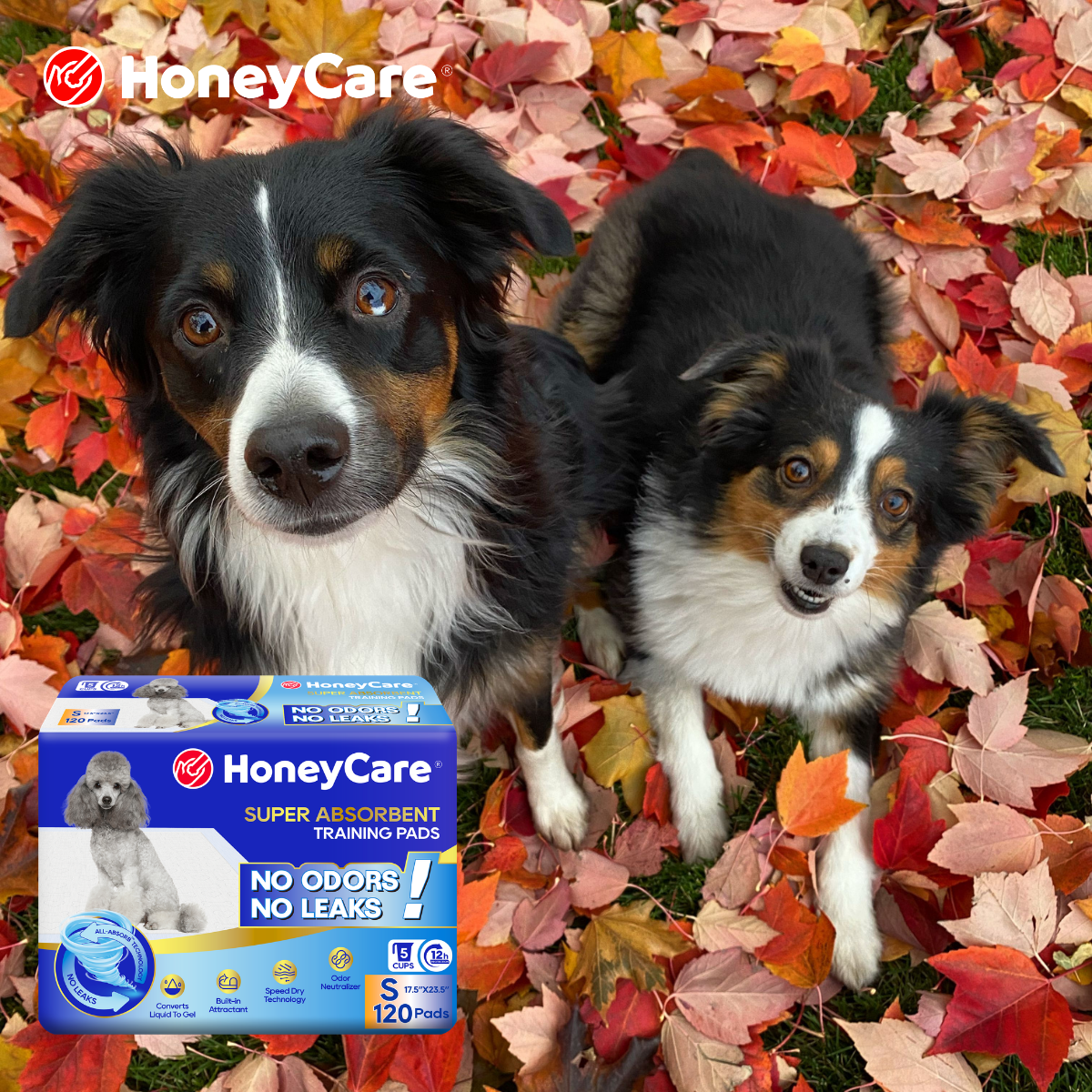 Dog Pee Pads Guide for Cleaner Indoor Potty Routines