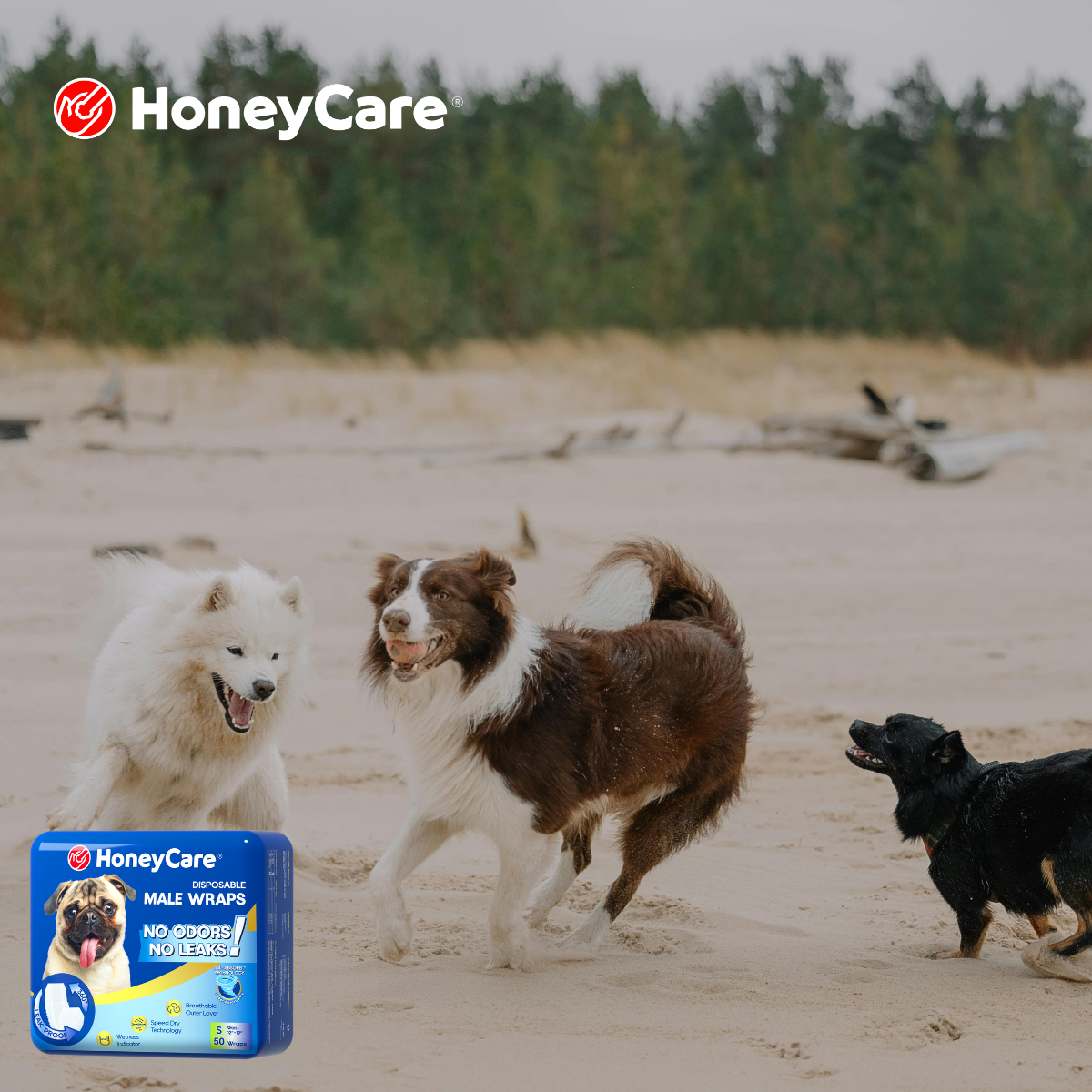 Cleaning Male Dog Belly Area: Proven Hacks to Stop Rashes
