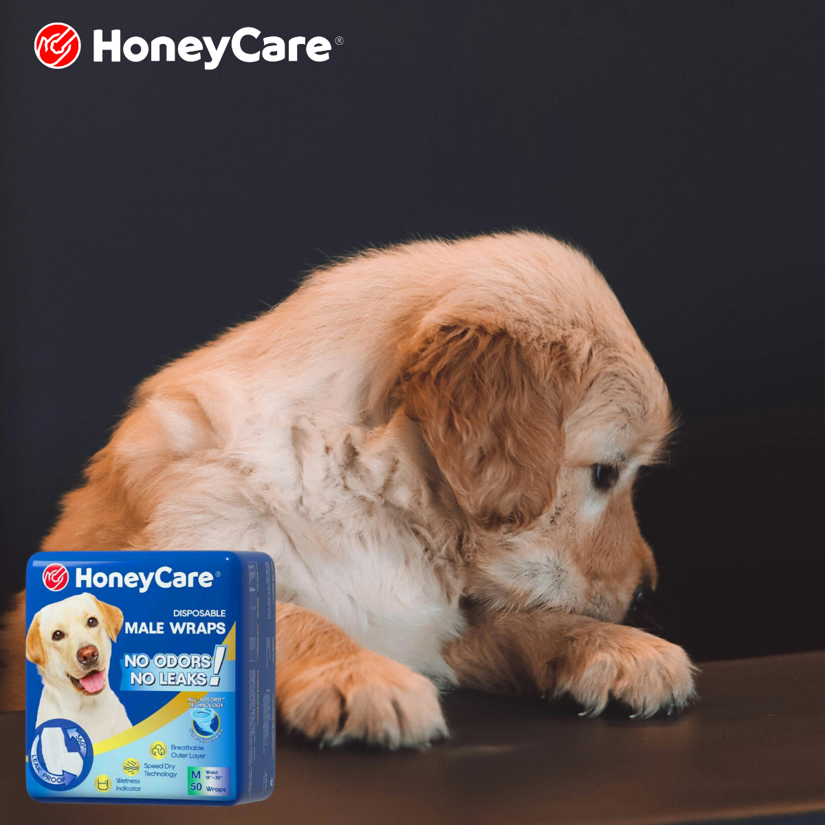 Dog Diaper Change Frequency: A Critical Guide to Avoid Rash