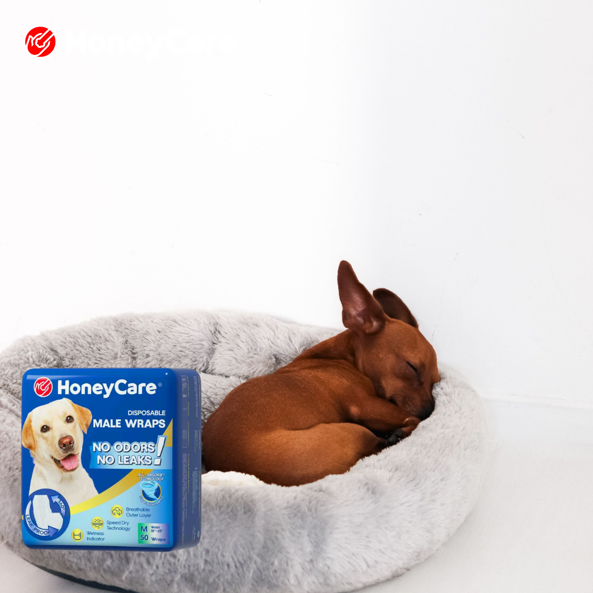 Incontinence Medication for Dogs: Questions for Your Vet