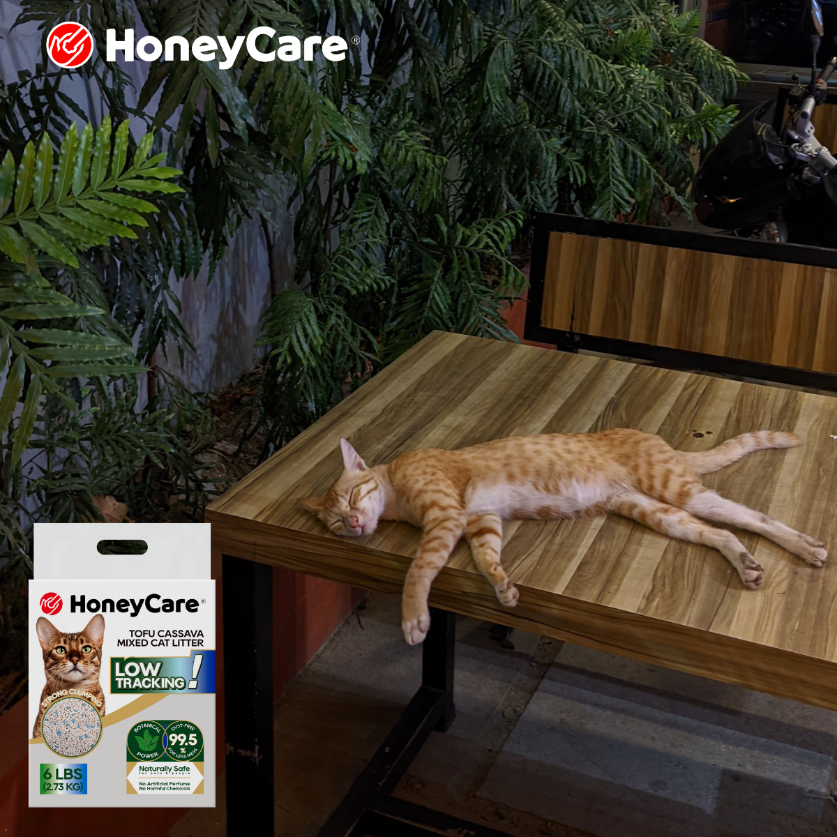 Cat Litter for Senior Cats: Comfort, Dust, and Easy Cleaning