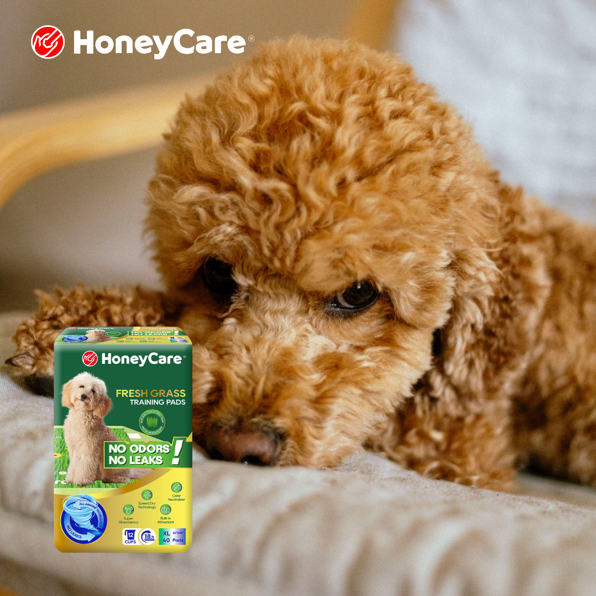 Dog Incontinence Medication