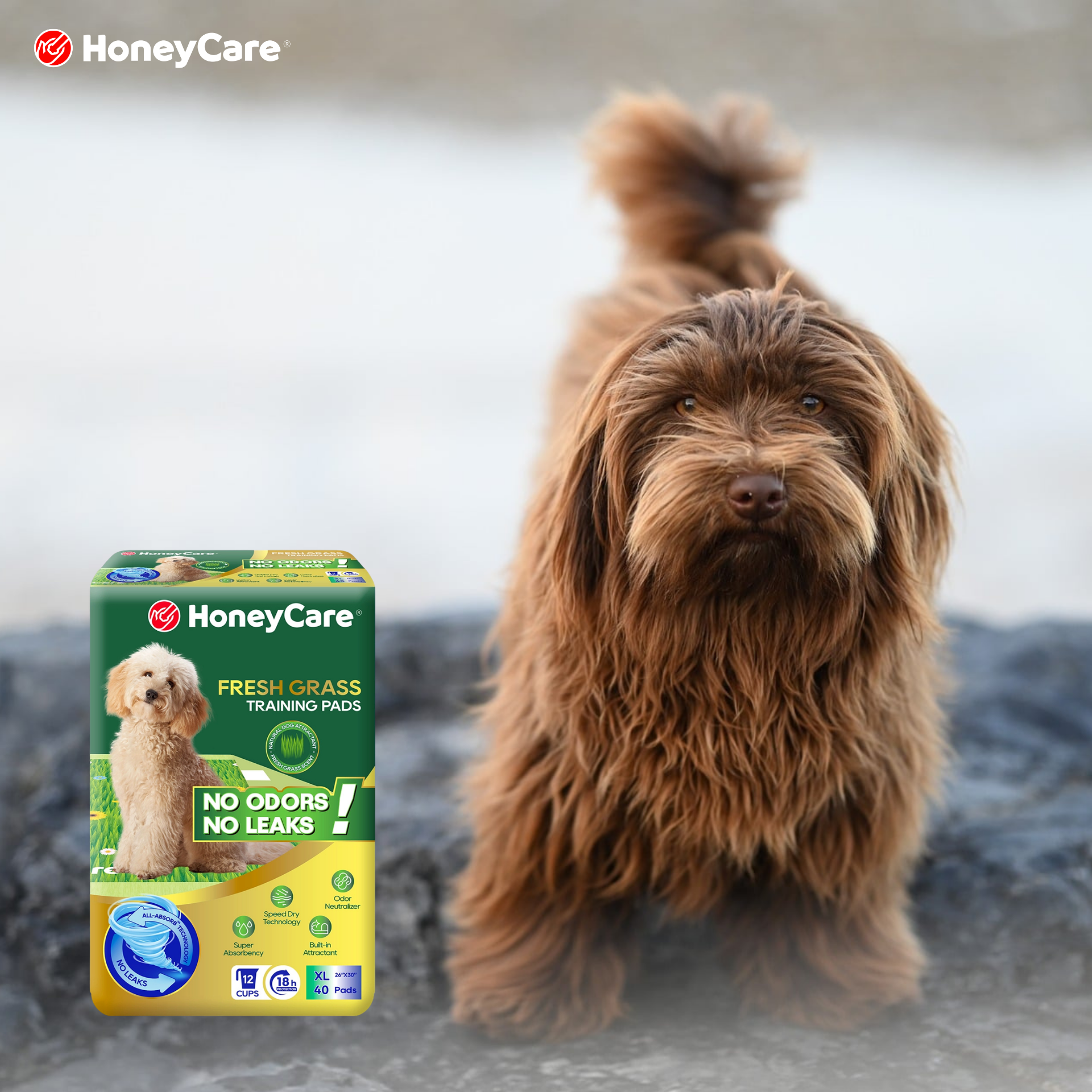 Urine Scald in Dogs: Diaper Care and Prevention