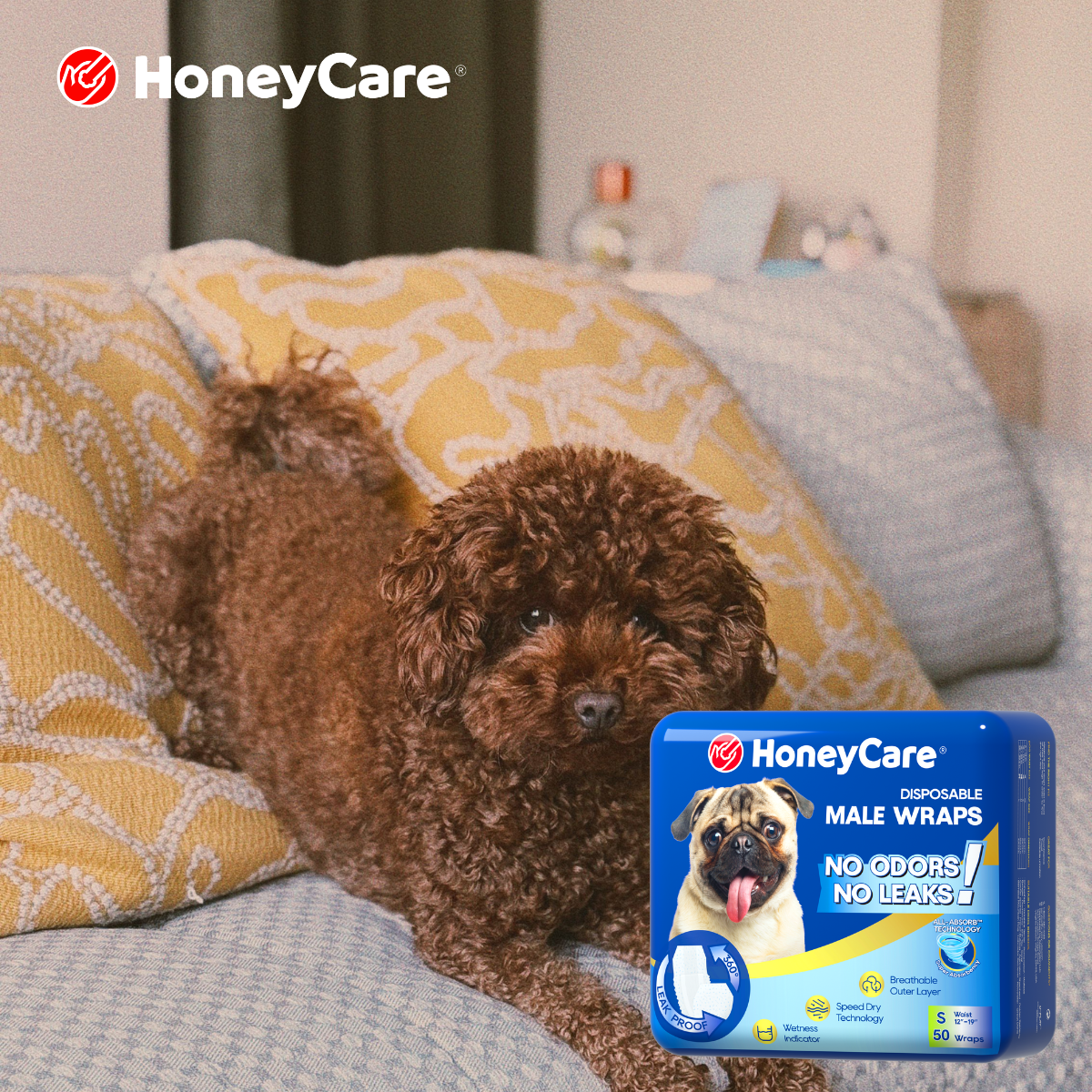 Senior Dog Hydration vs Accidents: Finding the Balance