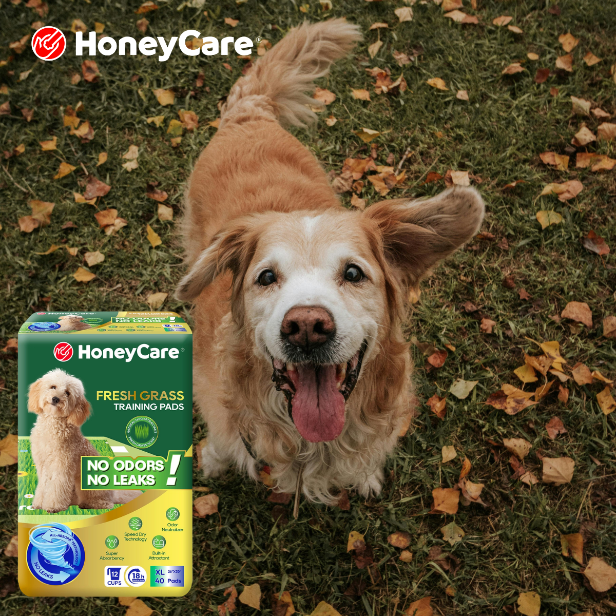 Overnight Pee Pads for Dogs: Ultimate Fix for Night Shifts