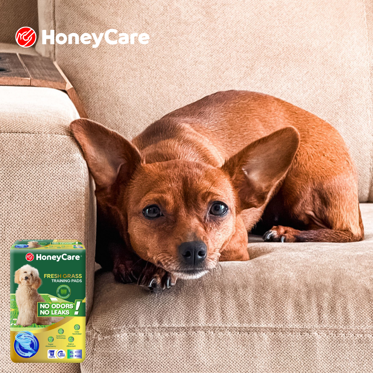 HoneyCare Training Pads Review: Best Shocking Fix for Messes