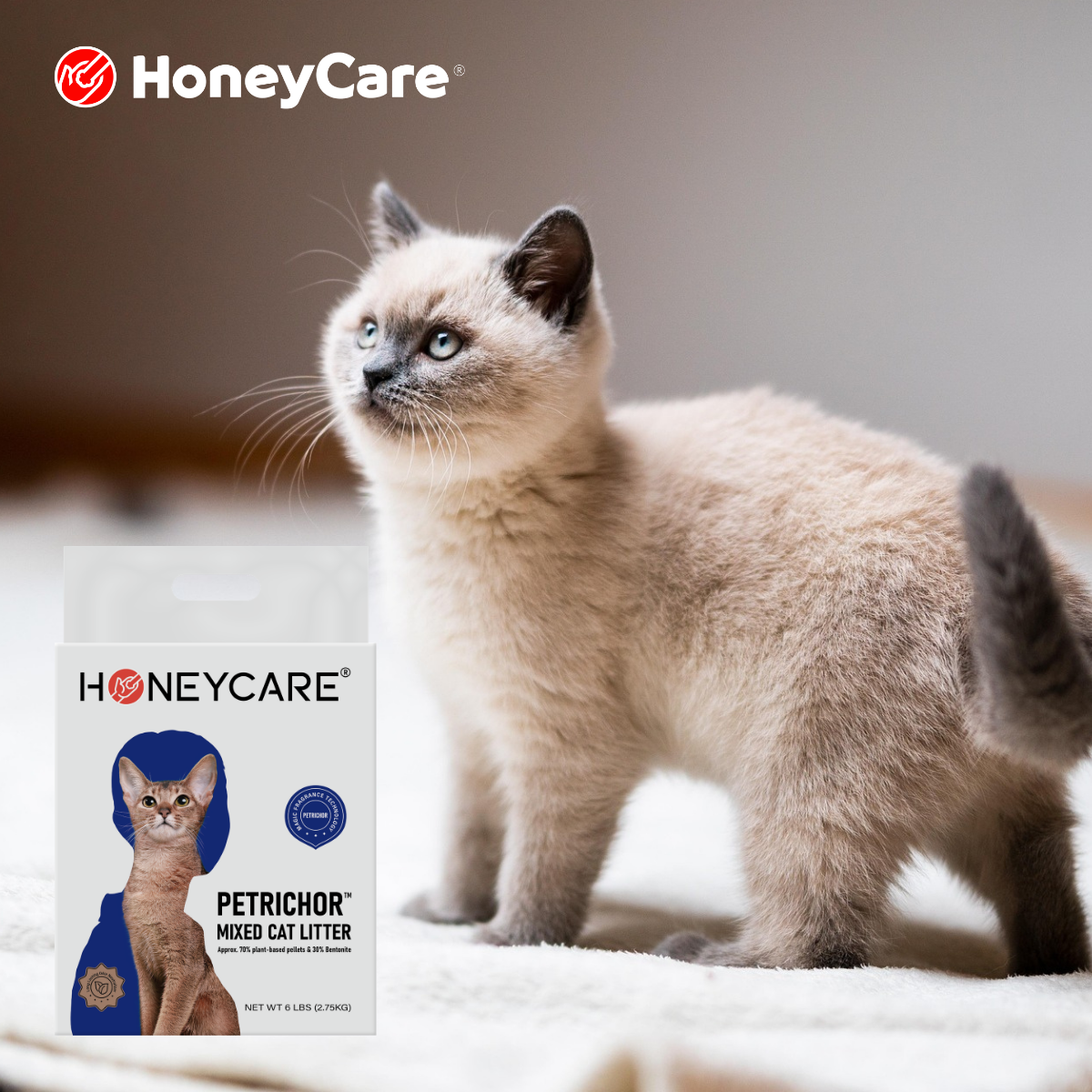 Hooded vs Open Litter Box: The Smart Choice for Cats