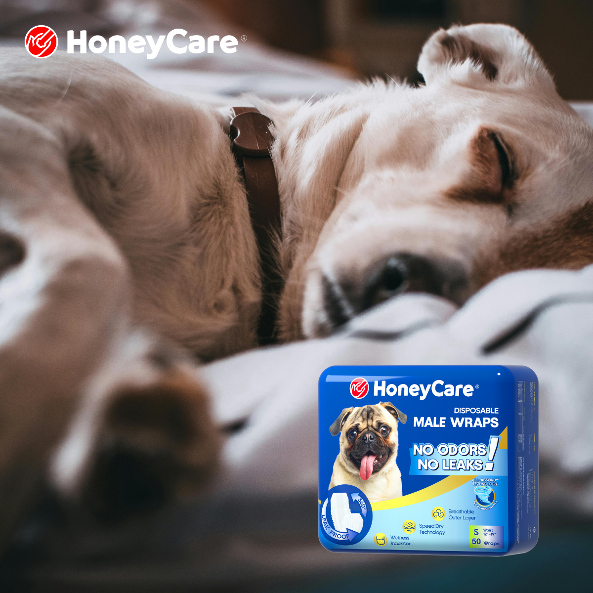 Best Age to Spay or Neuter a Dog