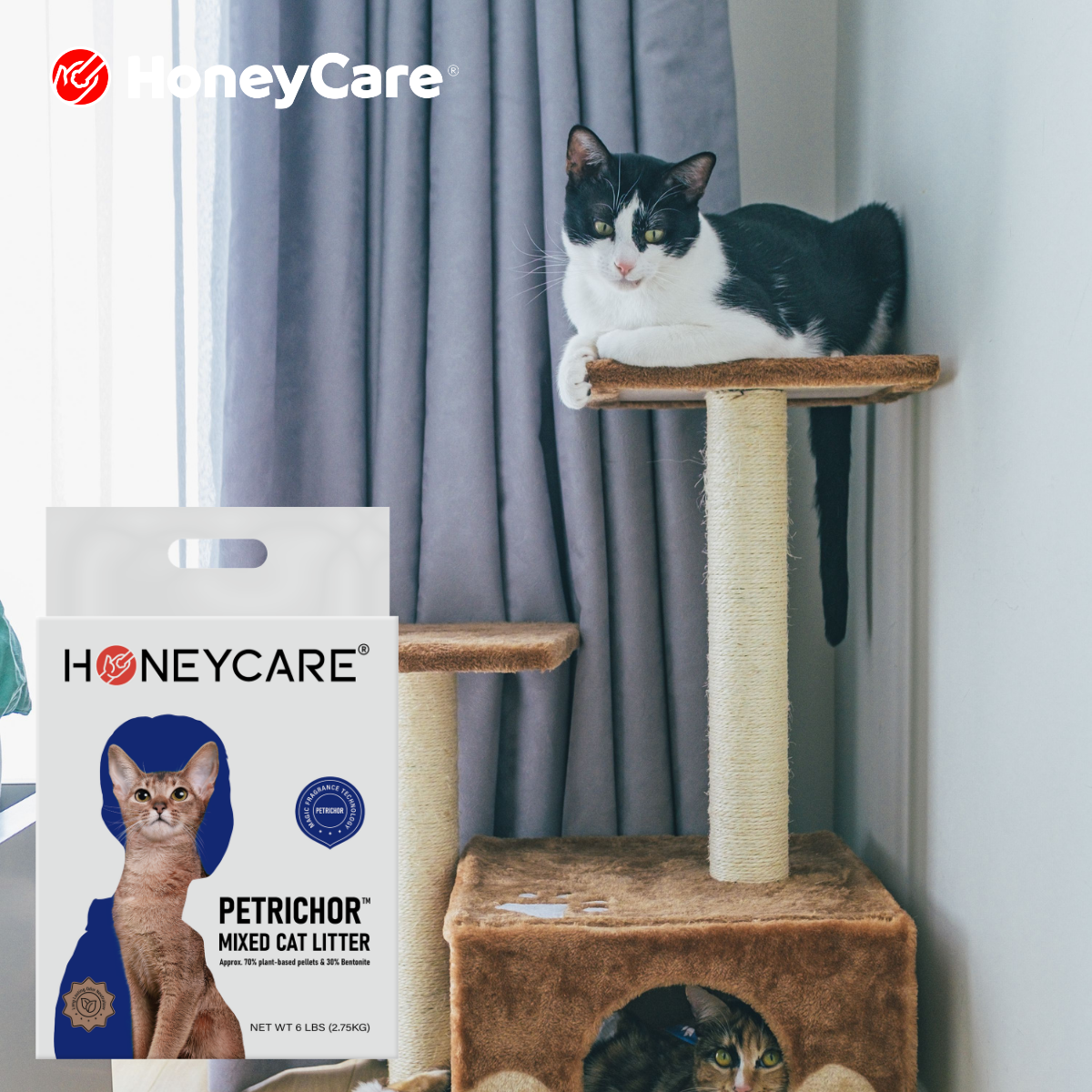 Cat Litter for Small Spaces: A Cleaner Setup Guide