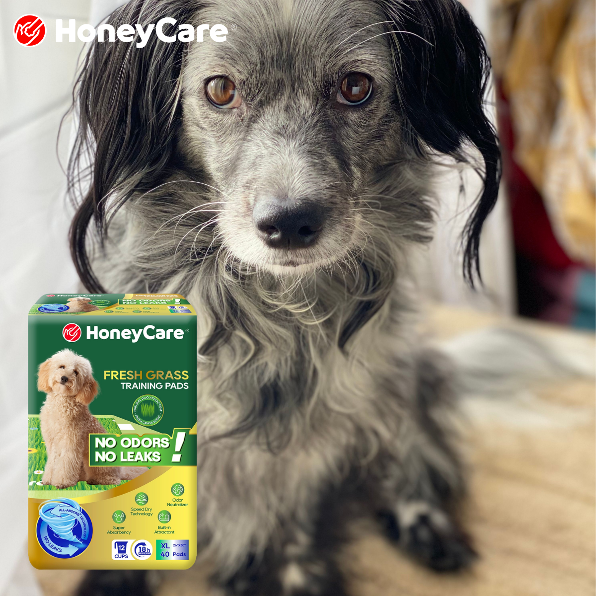 Dog Diaper Keeps Slipping Off? Easy Secure Fixes