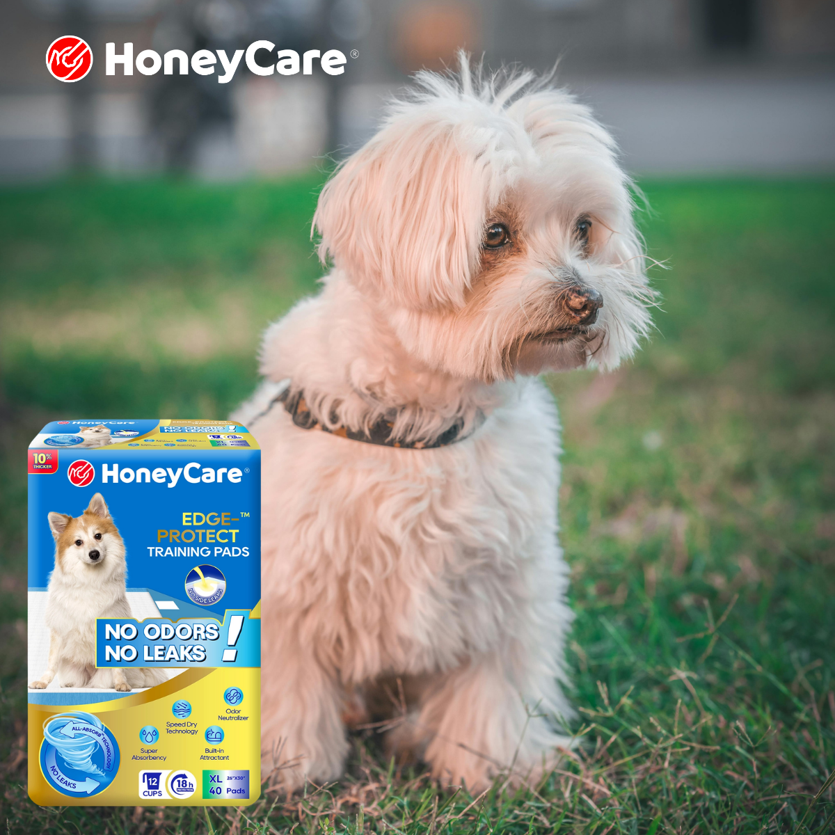 Pee Pads for Large Dogs: Powerful Fixes for Bad Messes