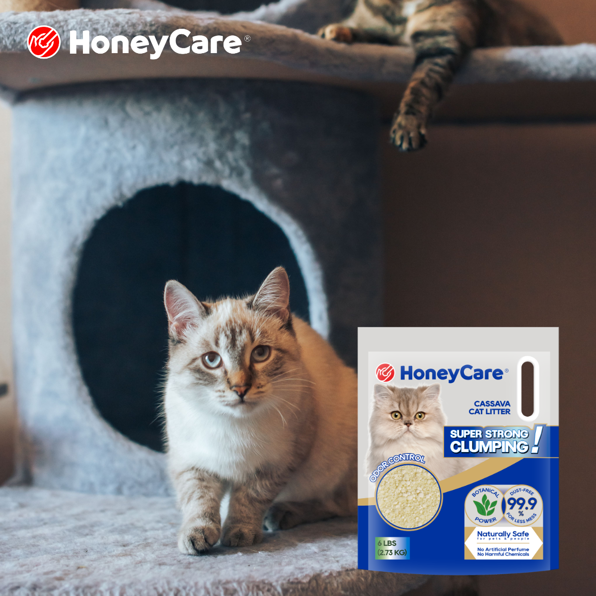 Cassava Cat Litter Explained: Clumping, Odor, and Sustainability