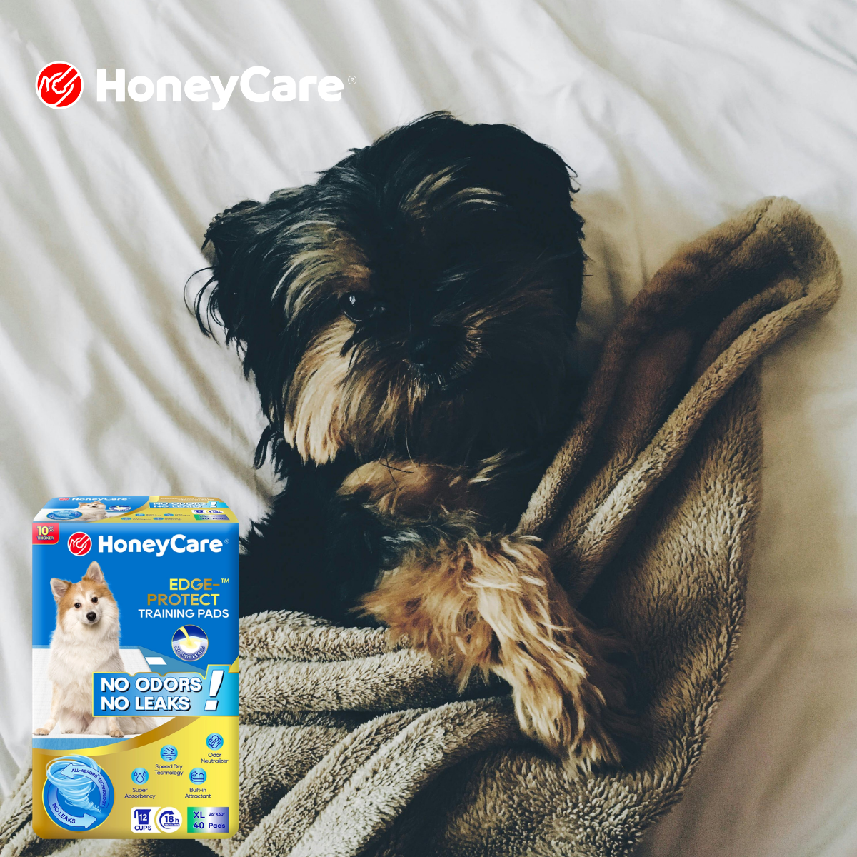 Using a Dog Pee Pad on Carpet: What You Need to Know