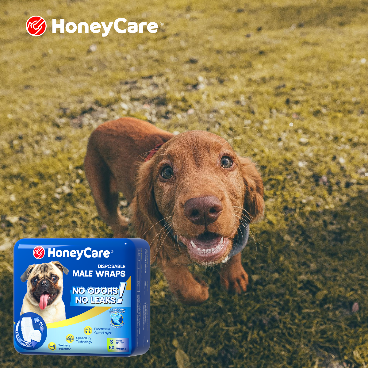 Multiple Dogs Incontinence: Stop the Brutal Mess Forever