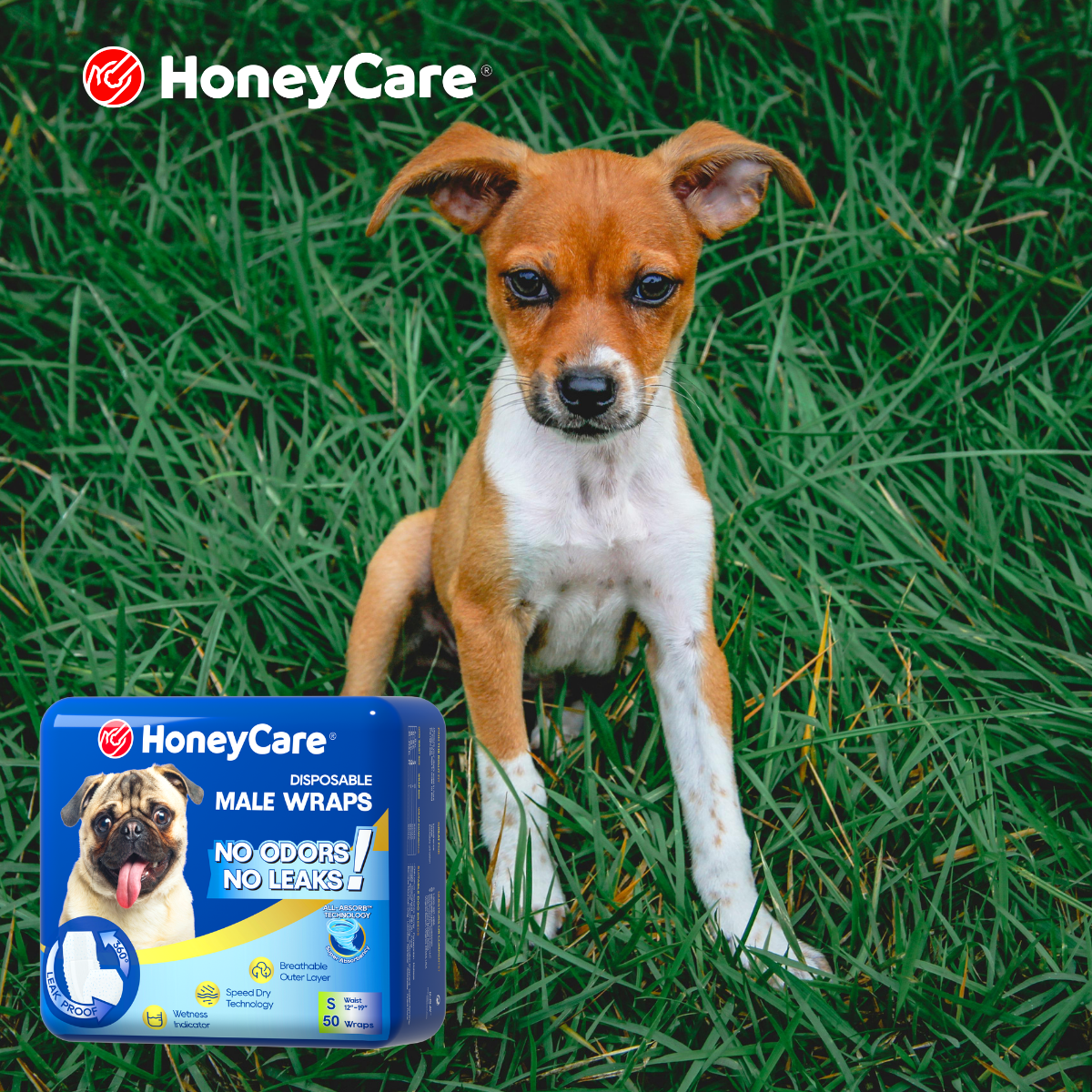 Eco Friendly Dog Diapers: 7 Surprising Facts You Need to Know