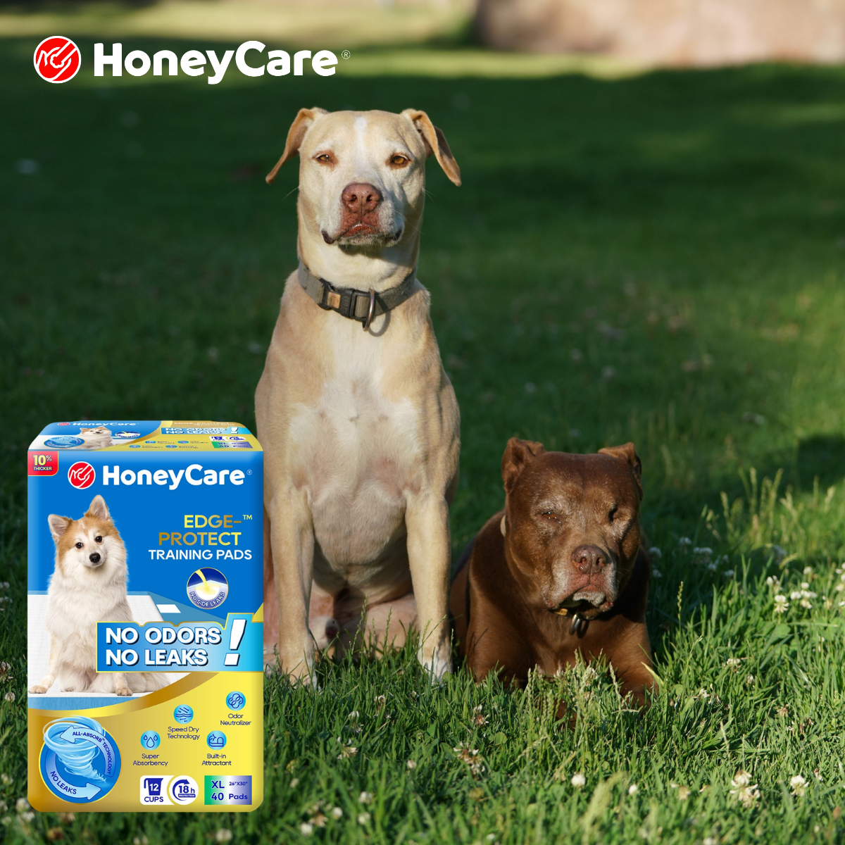 Should You Put Pee Pads in a Crate?