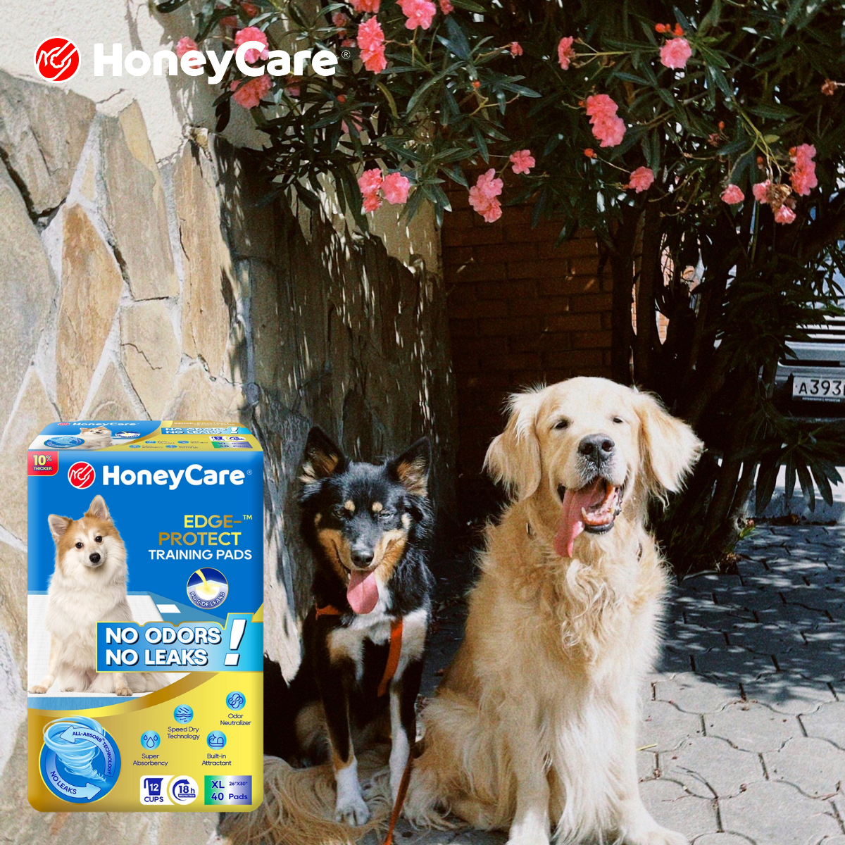 Best Pee Pads for Hardwood Floors