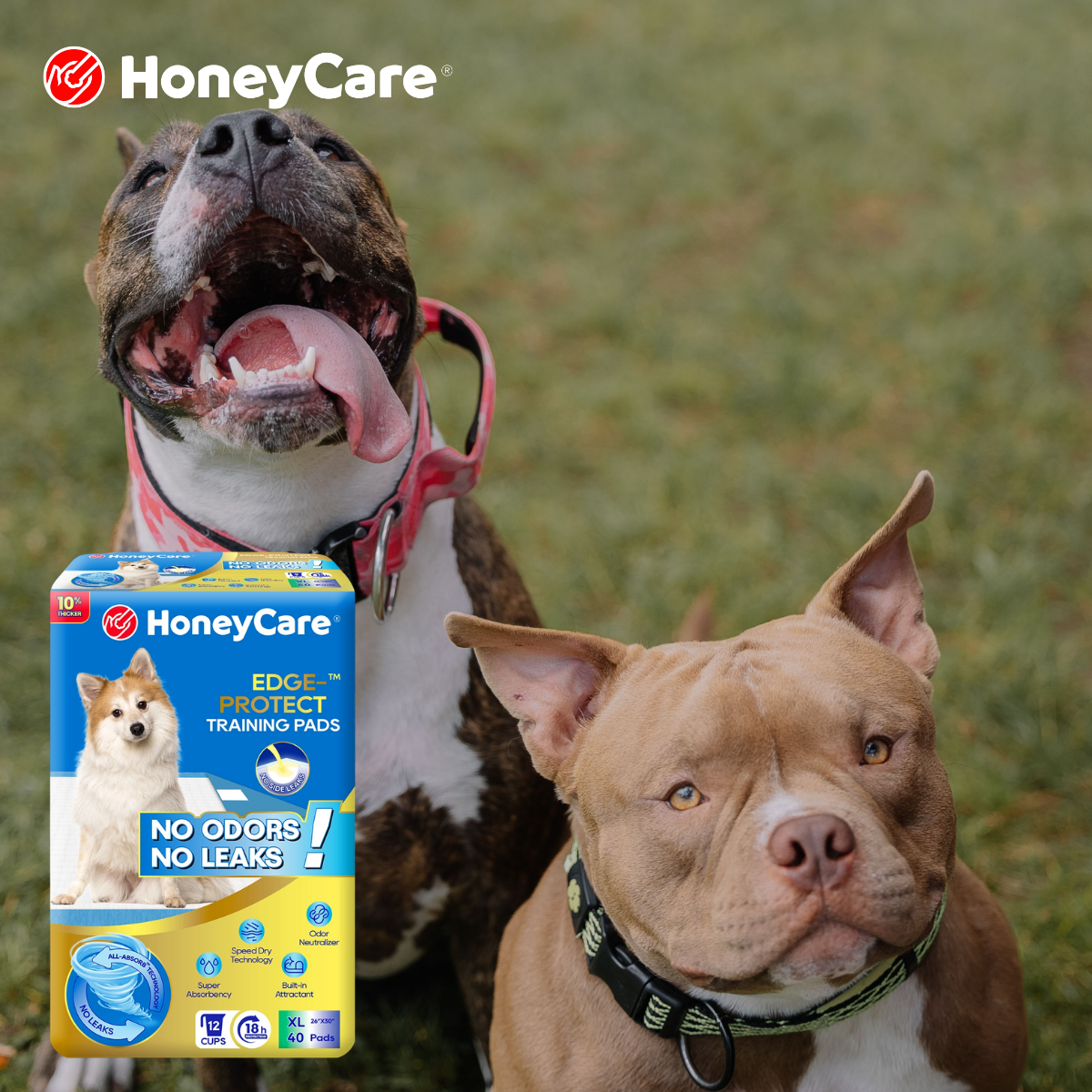How Many Pee Pads Does a Puppy Need Per Day?