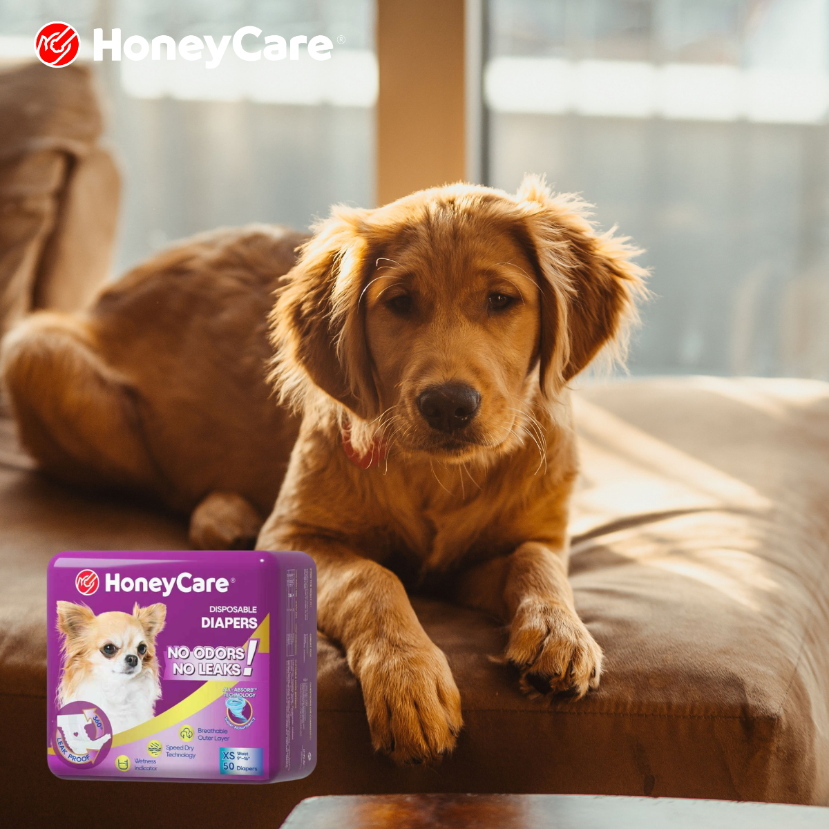 Separation Anxiety or Marking? Understanding Why Your Dog is Peeing Indoors